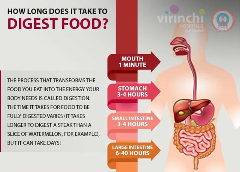 How Long Does It Take For Food To Digest.