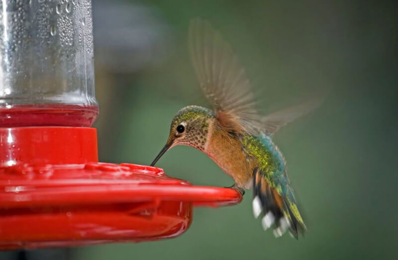 How To Make Hummingbird Food