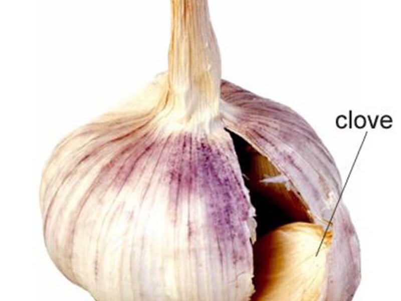 what is a clove of garlic